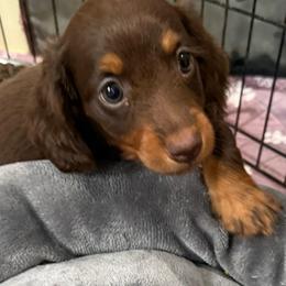Bob - Chocolate and tan male Dachshund puppy in Shawnee, Oklahoma from Magic Eagle Miniature Dachshunds