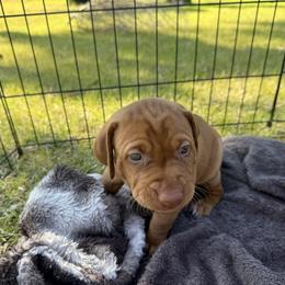 Vizsla Puppies from April Wolf