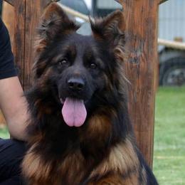 Lea Vom Bugarskihoff - Black and red female German Shepherd puppy in Beaverdam, Virginia from Mayhew German Shepherds (formerly B&R Kennel)