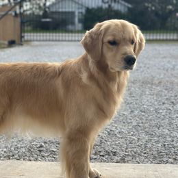 Ember - Golden Retriever