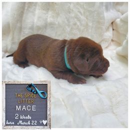 Mace - Light Blue - Chocolate Labrador Retriever puppy in Woodstock, Georgia from River Ridge Labrador Retrievers