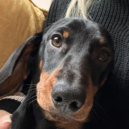 Platinums Man Of Steel  aka Clark - Black and tan male Dachshund puppy in Muskego, Wisconsin from Platinum