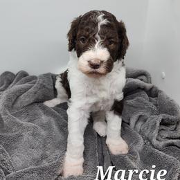 Marcie - Parti female Poodle puppy in Dover, Delaware from Dogtastic Poodles