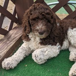 Labradoodle Puppies from Caldron Falls Doodles and Poodles