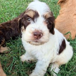 Spencer with training - Brown white and tan male Cockapoo puppy in Boonville, North Carolina from Doods & Dolls