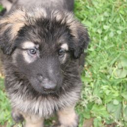 Shiloh Shepherd Puppies from Solace Shilohs