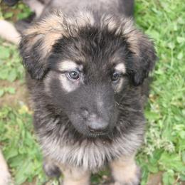 Shiloh Shepherd Puppies from Solace Shilohs