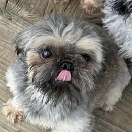 Brownie - Shih Tzu