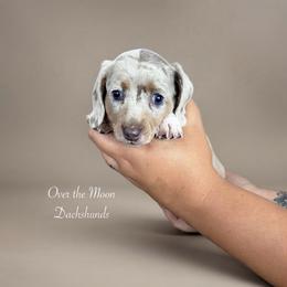 Aurora - Dapple female Dachshund puppy in Corona, Ca Hemet, Ca, California from Over The Moon Dachshunds and Doodles