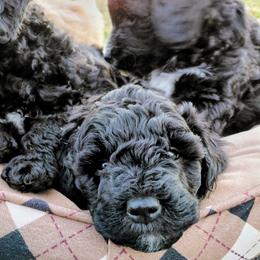 Assorted Doodle Crosses Puppies from Southern Star Goldendoodles