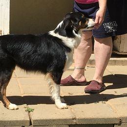 Gillian - Australian Shepherd