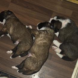 Saint Bernard Puppies from Cincinnati St. Bernards