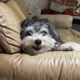 Hagrid - Coton de Tulear