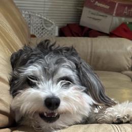 Hagrid - Coton de Tulear