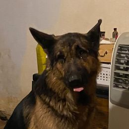 Gunner - German Shepherd