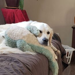 Coco - Golden Retriever