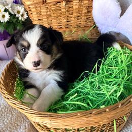 Guinness - Black and tan female Pembroke Welsh Corgi puppy in North East, Maryland from Potato Patch