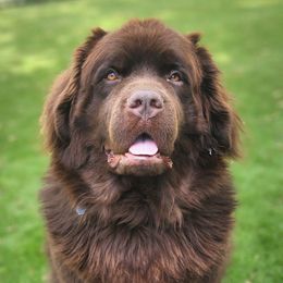Ellah - Newfoundland