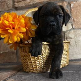 Green collar - Black brindle male Cane Corso puppy in Tucson, Arizona from Cane Corso Friends