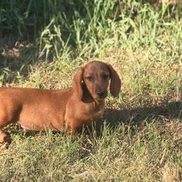 Red wirehaired boys - Red male Dachshund puppy in Cheney, Washington from Nouvelle Standard Dachshunds