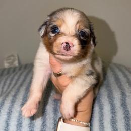 Fajita - Blue merle male Australian Shepherd puppy in Anniston, Alabama from All Hale Aussies