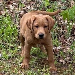 Jade - Yellow female Labrador Retriever puppy in Isle, Minnesota from Dog Ear Outfitters