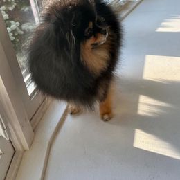 Lili - Pomeranian