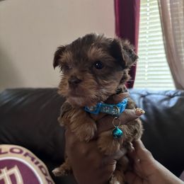 Prince - Chocolate and tan male Yorkshire Terrier puppy in Jacksonville, Florida from TLJ Choco Yorkie Love