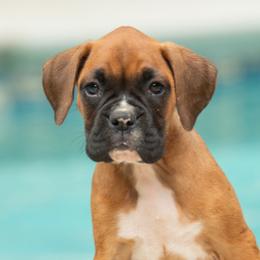 Blue - Fawn female Boxer puppy in Georgia from Stephanie’s Boxers