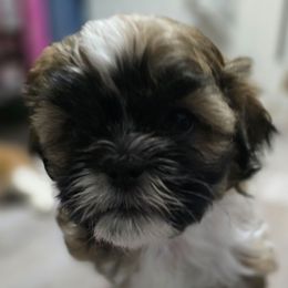 Joey - Tricolor male Shih Tzu puppy in Filer, Idaho from Shih Tzu Kennels