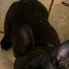 French Bulldog Puppies from SandRiver Kennel