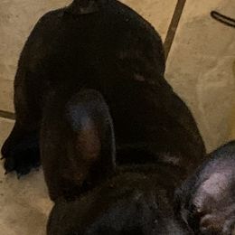 French Bulldog Puppies from SandRiver Kennel