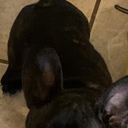 French Bulldog Puppies from SandRiver Kennel