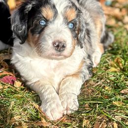 Boy 3, Blue Merle, full white collar - Blue merle male Aussiedoodle puppy in Parma, Idaho from Arena Valley Acres