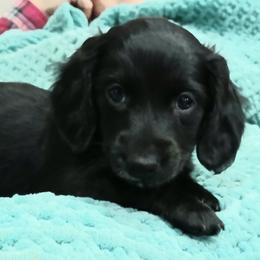 Dachshund puppies from Boopenstein Doxies