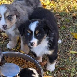 Patch - Black tri female Toy Australian Shepherd puppy in Forney, Texas from Texas Talent Toy Aussie's