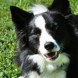 Border Collies from Sugar Hill Border Collies
