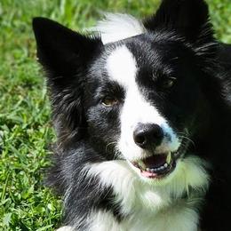 Border Collies from Sugar Hill Border Collies
