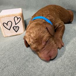 Basil - Apricot male Goldendoodle puppy in Rochester, New York from Willowgreen Goldendoodles