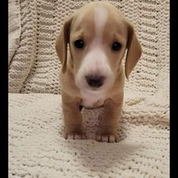 Dachshund Puppies from Bridge Creek Dachshunds