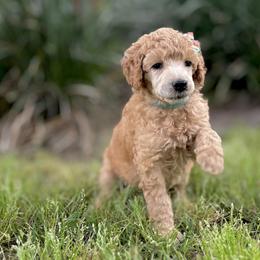 Miss Aqua Collar (video) - Apricot female Poodle puppy in Screven, Georgia from Dreamland Standard Poodles