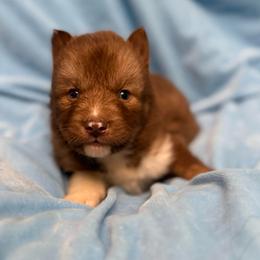 Carmelita - Red and white female Siberian Husky puppy in London, Ohio from Rose Trail Siberian’s