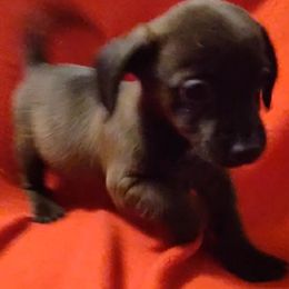 Dachshund Puppies from Elzy Family