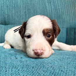 Romance (white) - Red tri-color male Aussiedoodle puppy in Watertown, Wisconsin from Little Bear Paws Aussiedoodles