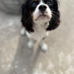 Abby - Cavalier King Charles Spaniel