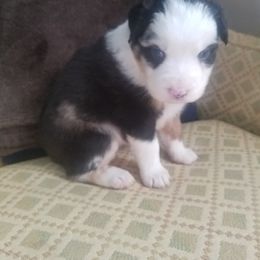 Australian Shepherd Puppies from Covenant View Farm Australian Shepherds