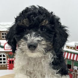 Virginia Pine - Tri-color female Cavapoo puppy in Austin, Texas from Doodles of Central Texas