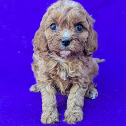 Amy - Red female Cavapoo puppy in Placerville, California from Quartz Mountain Doodles