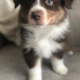 Australian Shepherd Puppies from Satterfield Family Farms