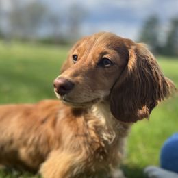 Molly - Dachshund